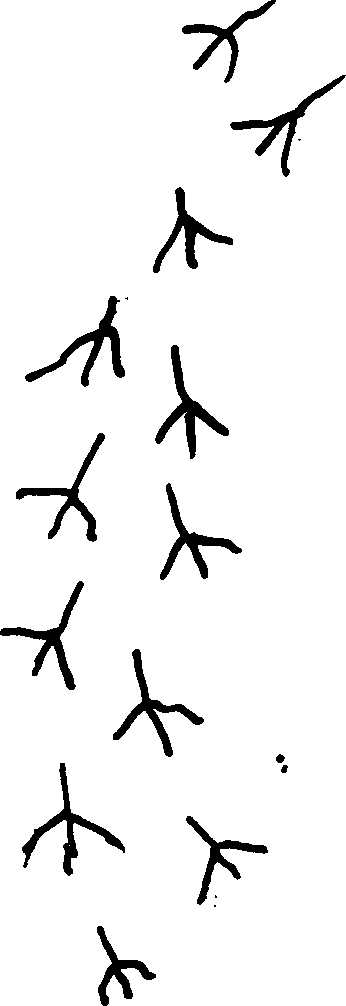 Luistervink pootjes